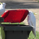Imagen para el artículo titulado Las cacatúas australianas se están enseñando unas a otras a abrir y asaltar los cubos de la basura